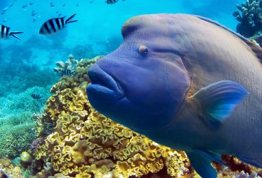 ЧЕРВЕНО МОРЕ - LIVE A BOARD ГМУРКАНЕ ОТ ХУРГАДА (Марса Алам) – Най-доброто от юга – Deadalus, Sataya, St Johns, Rocky, Zabargad <font color=olive> ДИРЕКТЕН ПОЛЕТ ДО ХУРГАДА! Самолетните билети включени в цената! </font>