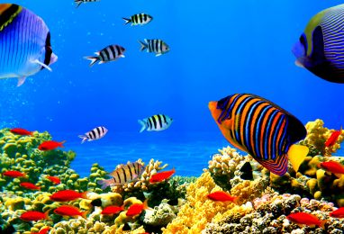 🌊 Луксозна почивка и дайвинг приключение в Хургада ☀️🐠