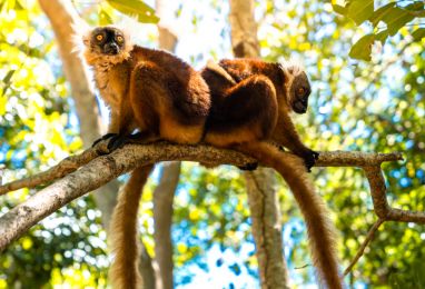▷ Екскурзии до Мадагаскар - Hermes Holidays